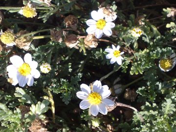 Un pulvino di margherite sulla sabbia - Anthemis sp.